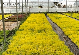 生產(chǎn)基地