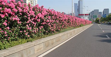 植物雕塑給城市帶來(lái)的生機(jī)