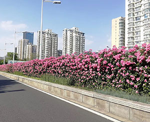 道路景觀