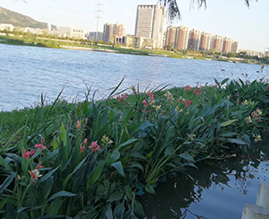 生態(tài)修復