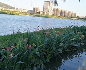 生態(tài)修復(fù)