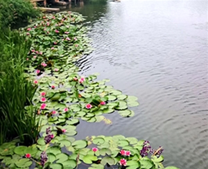 生態(tài)修復(fù)